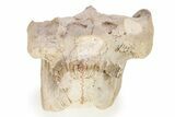 Fossil Oreodont (Leptauchenia) Skull - South Dakota #249246-6